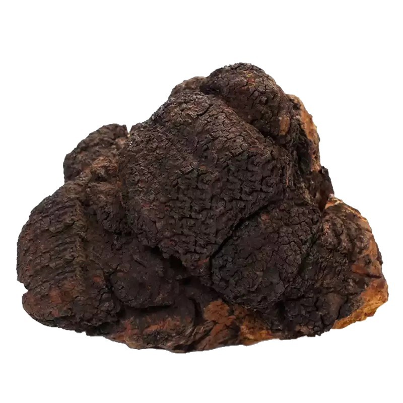 Premium Wild Chaga Mushroom Slices Bai Hua Rong for Traditional Herbal Decoction 20g Box - Image 5