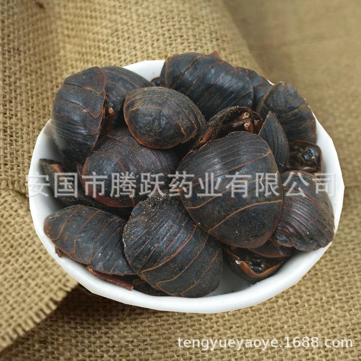 Dried Ground Beetle Tu Bie Chong 土鳖虫 Eupolyphaga Whole Insect Raw TCM Herb 500g - Image 4