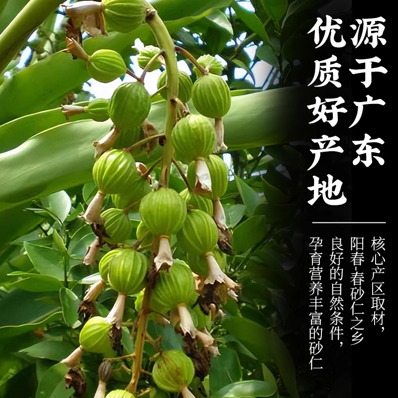 Chun Sha Ren Amomum Fruit 500g Dried Yangchun Amomum villosum Traditional Chinese Herb for Cooking and Decoction - Image 3