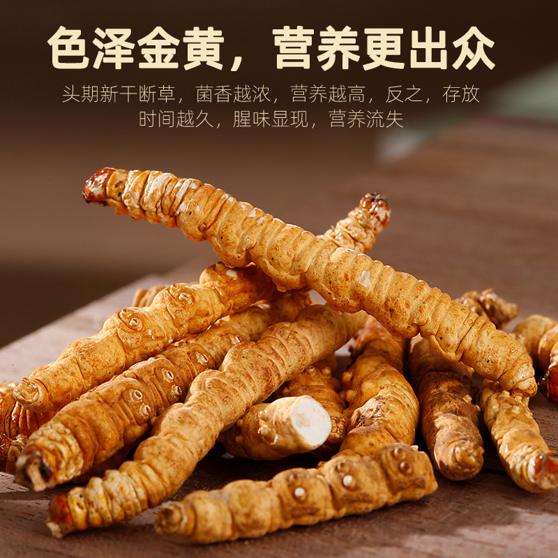 Dried Cordyceps Broken Stems 20g Jar Chinese Herbal Cordyceps sinensis for Cooking - Image 4