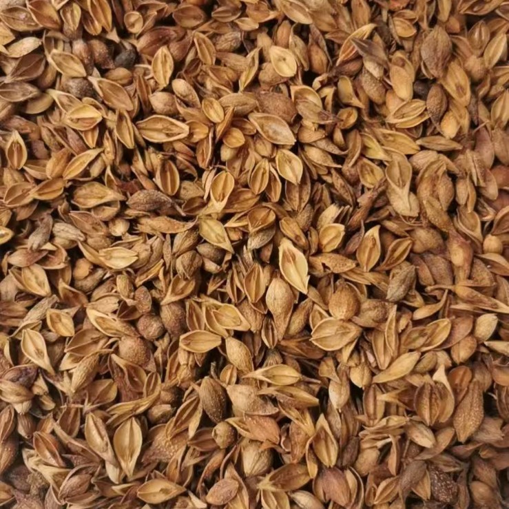 Forsythia Fruit Lian Qiao Dried Herb 500g Traditional Chinese Herbal Decoction Ingredient - Image 3