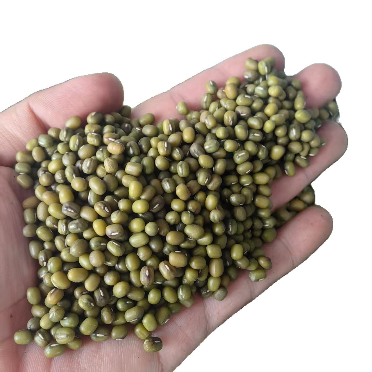 Northeast Mung Bean 2025 New Crop Lu Dou 500g 1000g Clean Culinary Green Beans for Soup Congee and Summer Drinks - Image 4