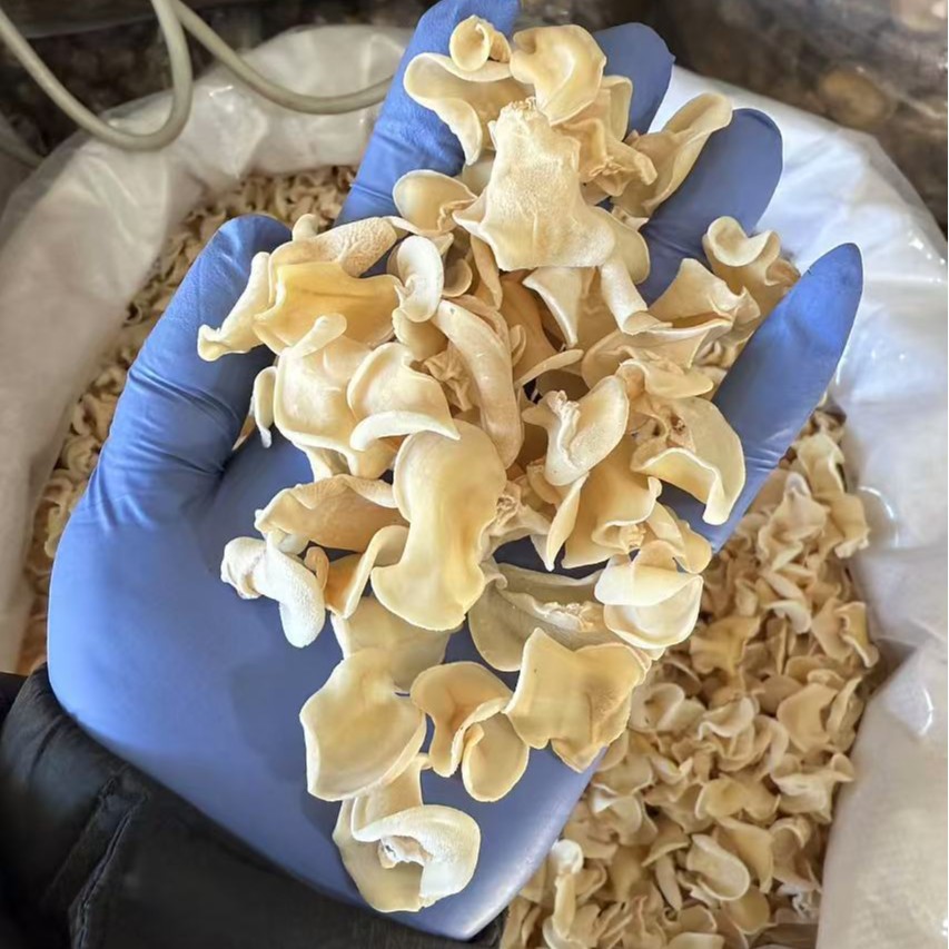Dried White Wood Ear Mushroom 500g Natural Sun Dried Tremella for Soups and Cold Dishes - Image 3