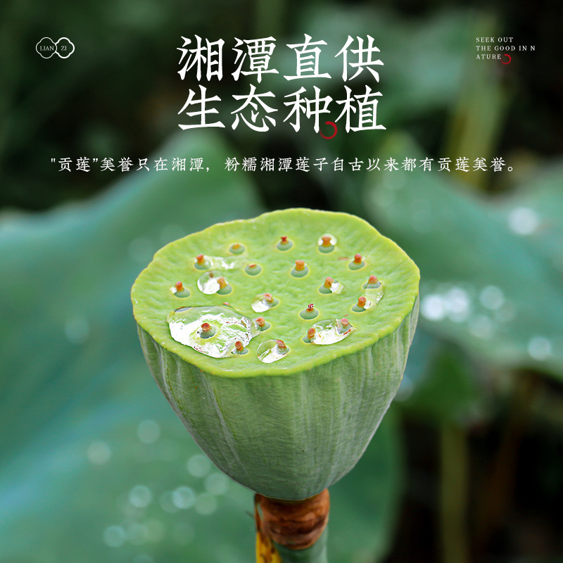 Xiangtan Lotus Seed Jar 460g Peeled Core-Removed Lotus Seeds for Soup and Congee - Image 4