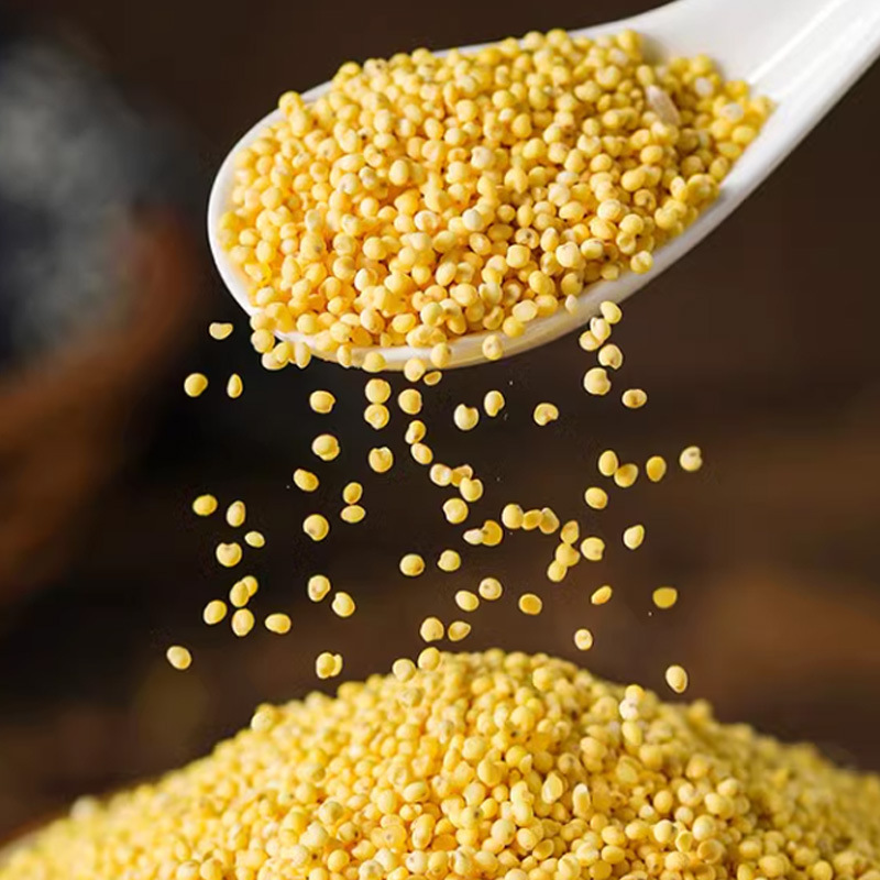 Shu Mi (Panicum miliaceum) — Broomcorn Millet Grain for Congee & Five-Grain Porridge - Image 3