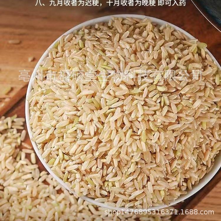 Japonica Rice (Oryza sativa) — Dried Food Grain for Congee & Daily Nourishment - Image 2