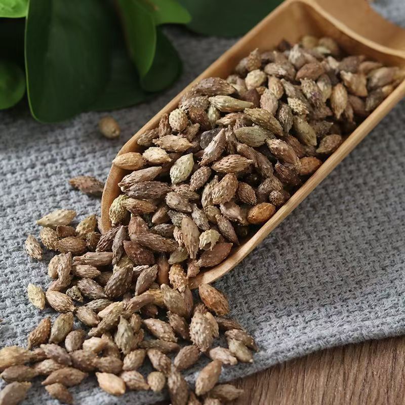 Dried Cang Er Zi Xanthium Fruit 500g De-Spined Cocklebur Whole Form Traditional Herbal Ingredient - Image 4