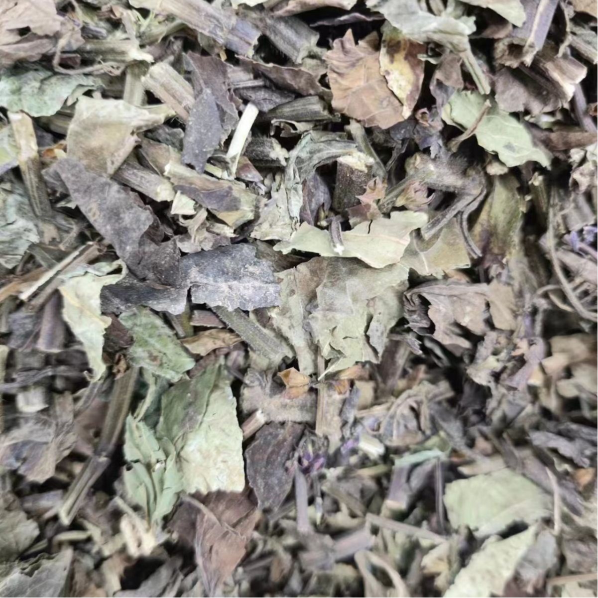 Shi Jian Chuan (Salvia chinensis) — Dried Chinese Herb for Traditional Decoctions - Image 5