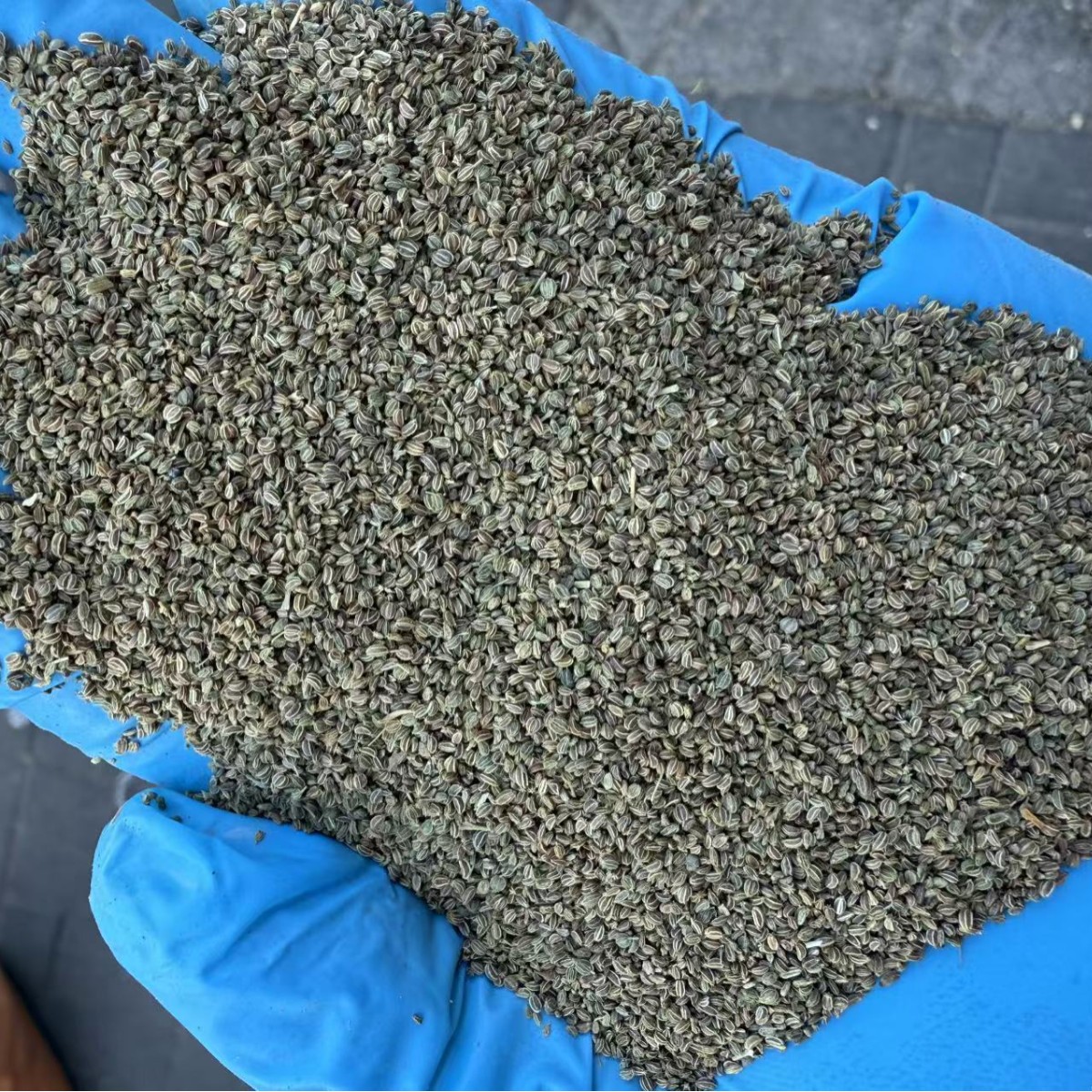 Celery Seed Clean Whole Dried Apium graveolens for Culinary Spice and Herbal Powder - Image 3