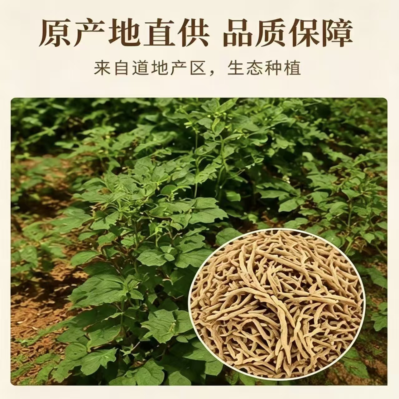 Taizishen Prince Ginseng Dried Root 1000g Guizhou Herbal Tonic for Soups and Teas - Image 4