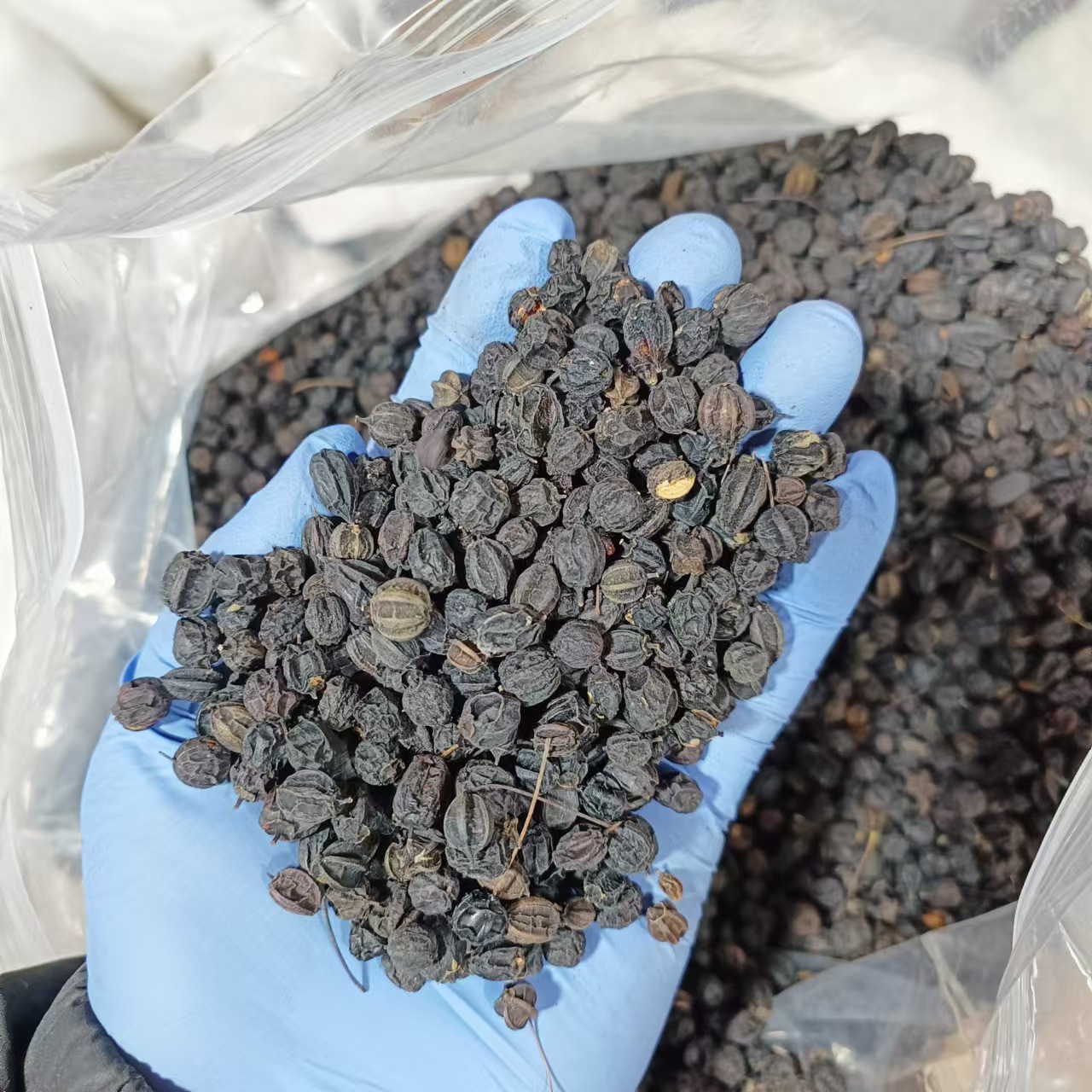 Dried Acanthopanax Senticosus Seeds Ci Wu Jia Zi Herbal Tea Ingredient 500g - Image 2