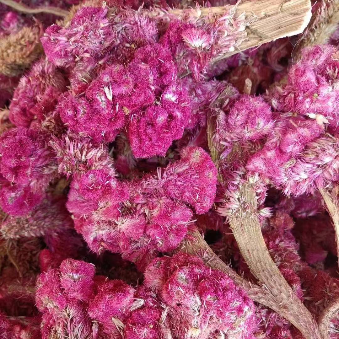 Ji Guan Hua (Celosia argentea) — Dried White & Red Cockscomb Flower, 500g - Image 2