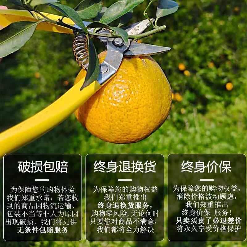 2025 Xinhui Chenpi Dried Tangerine Peel Da Hong Pi 250g Sun Dried Aged Citrus Peel for Tea and Cooking - Image 4