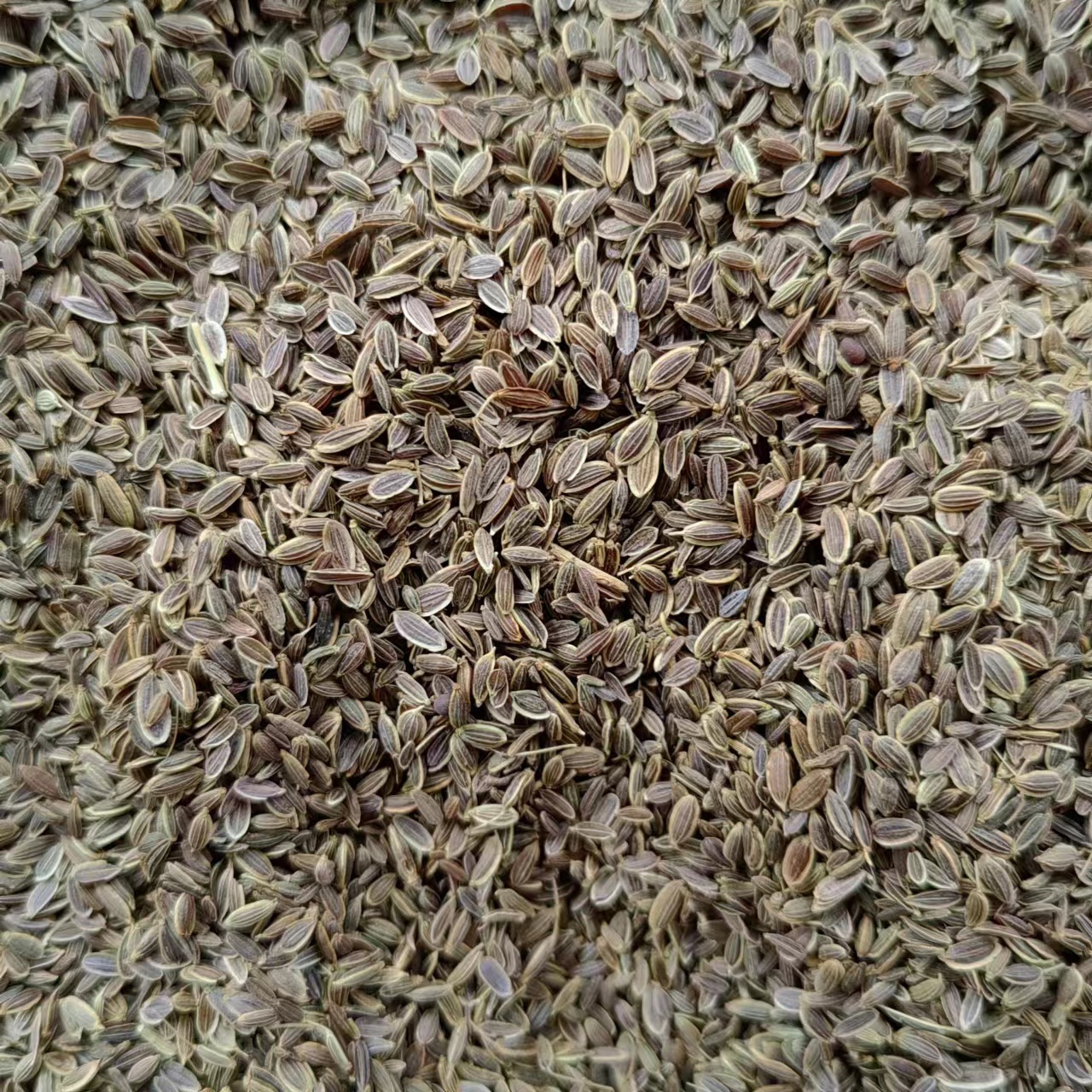 Qian Li Xiang (Murraya paniculata) — Dried Aromatic Herb for Braised Dishes & Spice Blends - Image 3