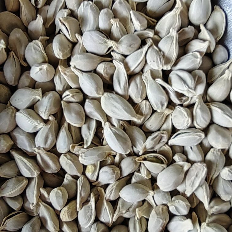 Ju He (Citrus reticulata Seed) — Dried Tangerine Seed for Herbal Decoction & Tea - Image 2