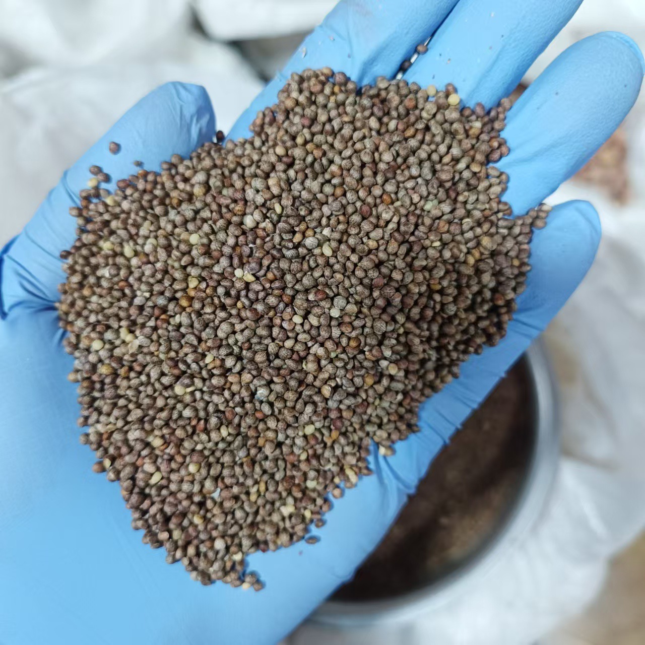 Northeast Fresh Perilla Seeds Zi Su Zi Edible Perilla Seed 500g Direct from Jilin - Image 3