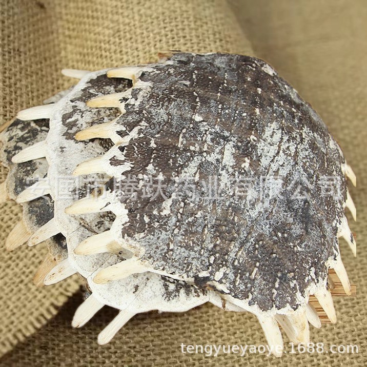 Dried Turtle Shell Bie Jia Whole Pieces Traditional Chinese Herb 500g - Image 2