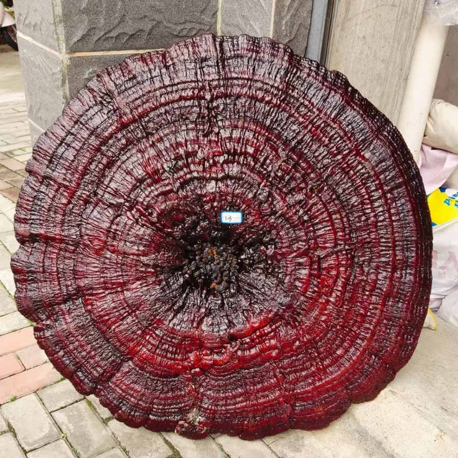 Large Purple Reishi Mushroom Display Piece 95cm Ling Zhi Ornamental Bonsai for Home and Entryway - Image 3