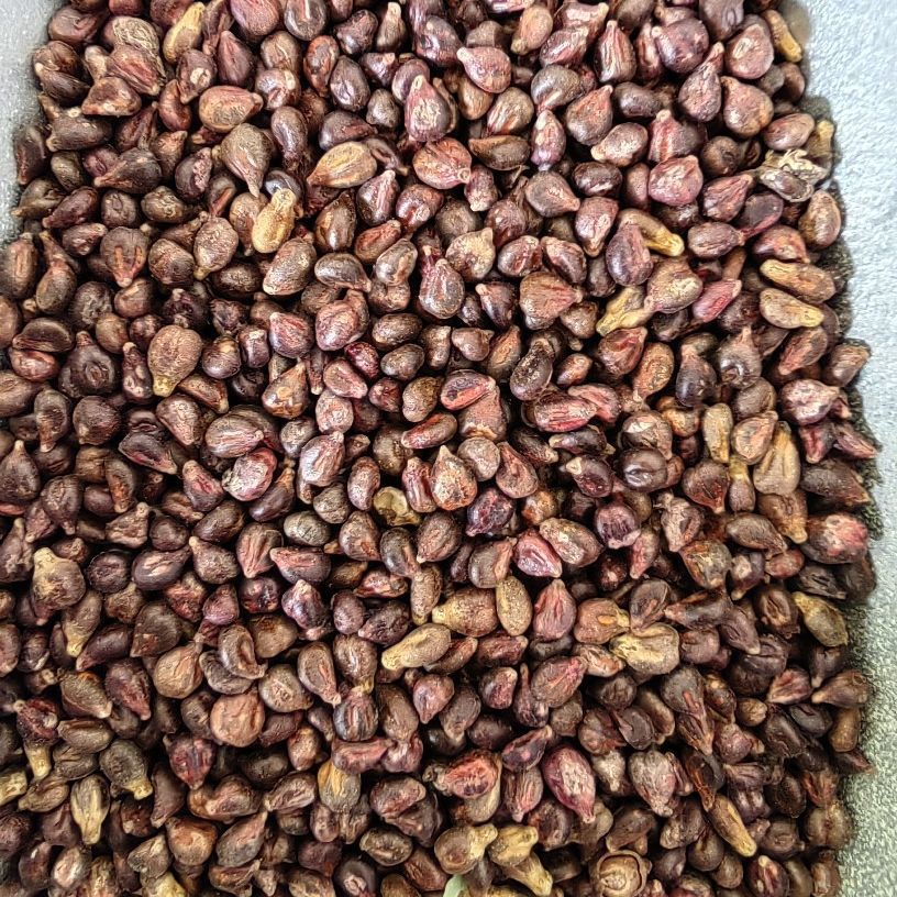 Grape Seed Powder (Vitis vinifera) — Food-Herb Botanical Powder, 500g - Image 2