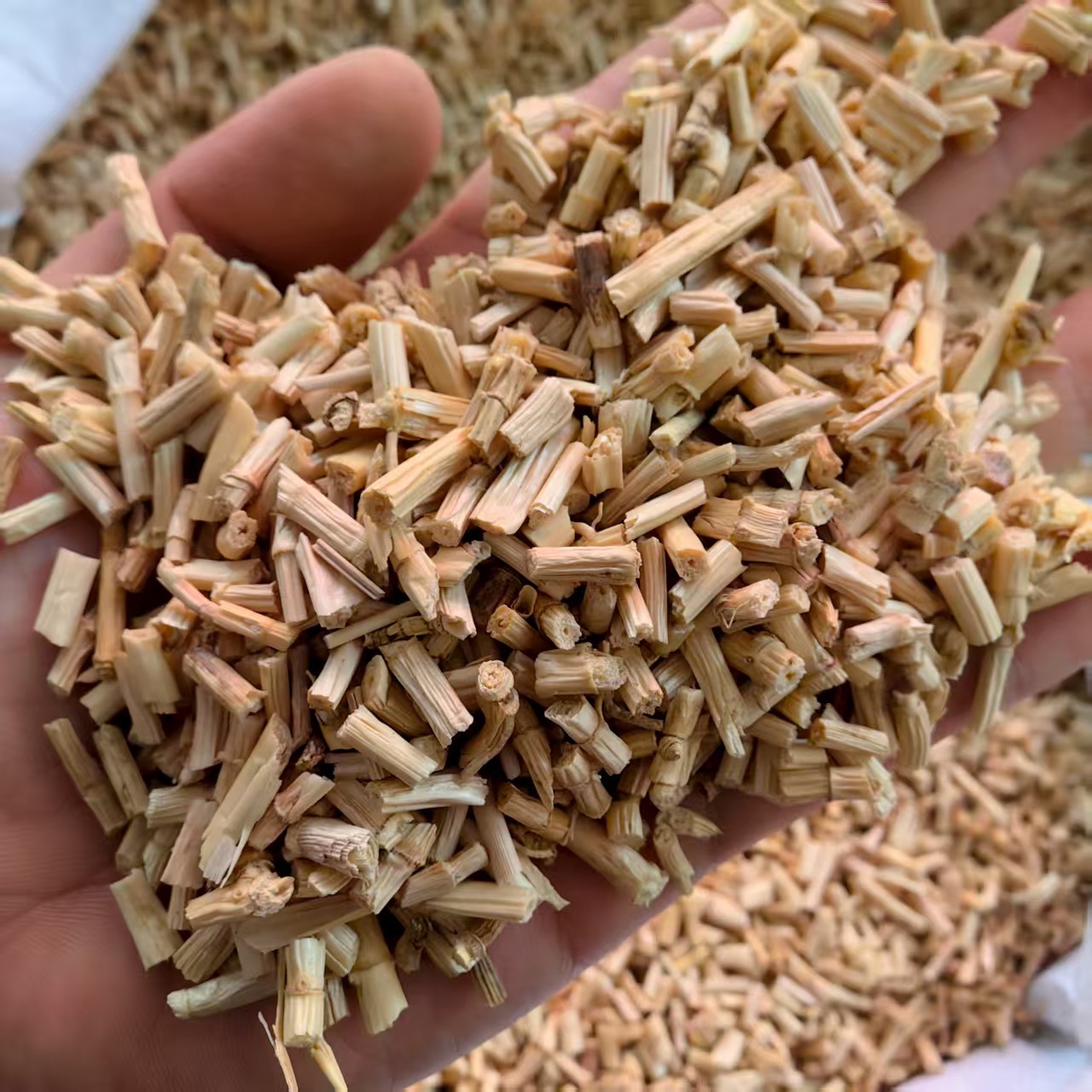Dried Bai Mao Gen White Grass Root 500g Natural Sun Dried Herb for Decoction and Herbal Tea - Image 2