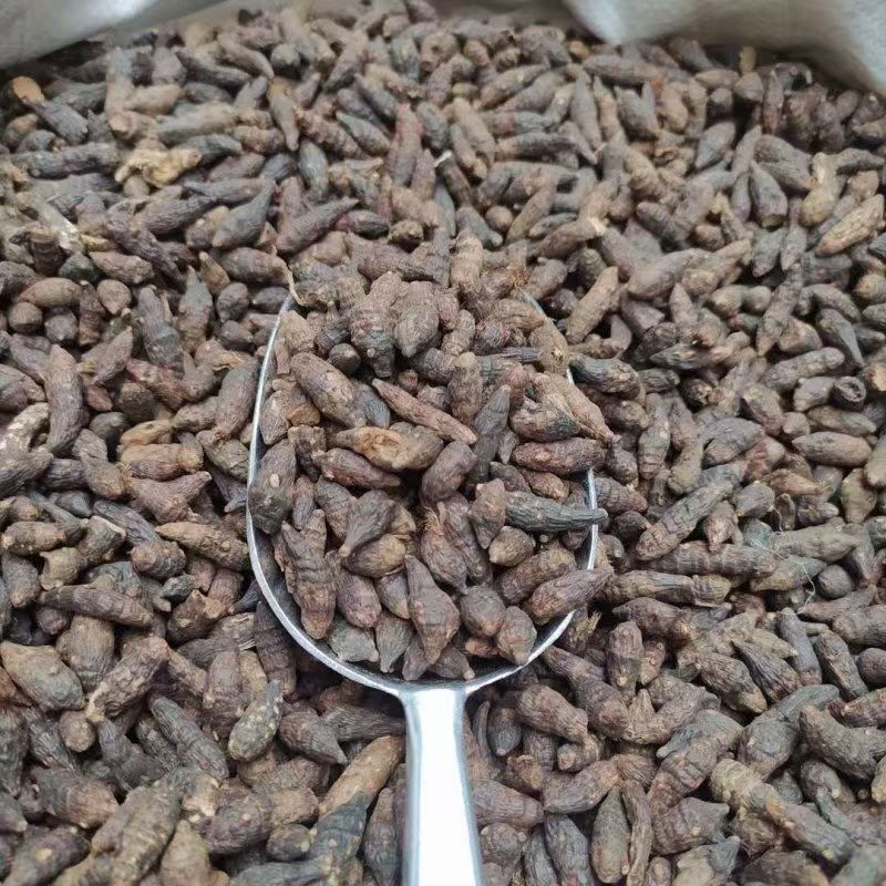 Xiang Fu Cyperus Rhizome Powder 500g Guangxi Dried Herb for Culinary and Traditional Use - Image 3