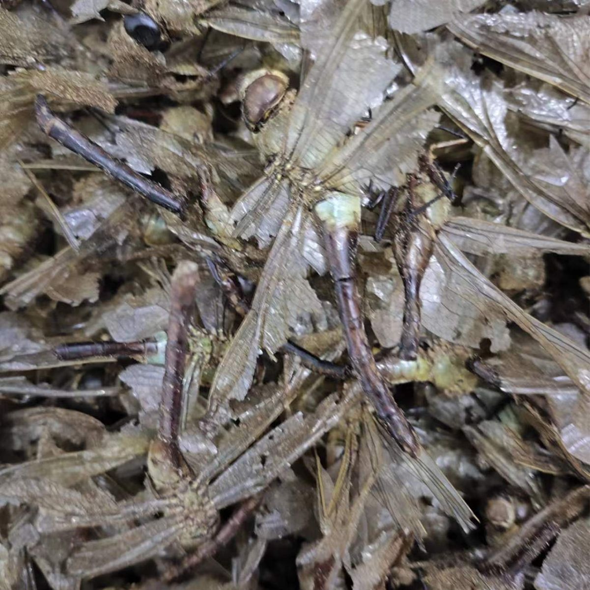 Dragonfly (Anisoptera) — Whole Dried Dragonfly, Green-Headed & Red Varieties, Food Herb - Image 4