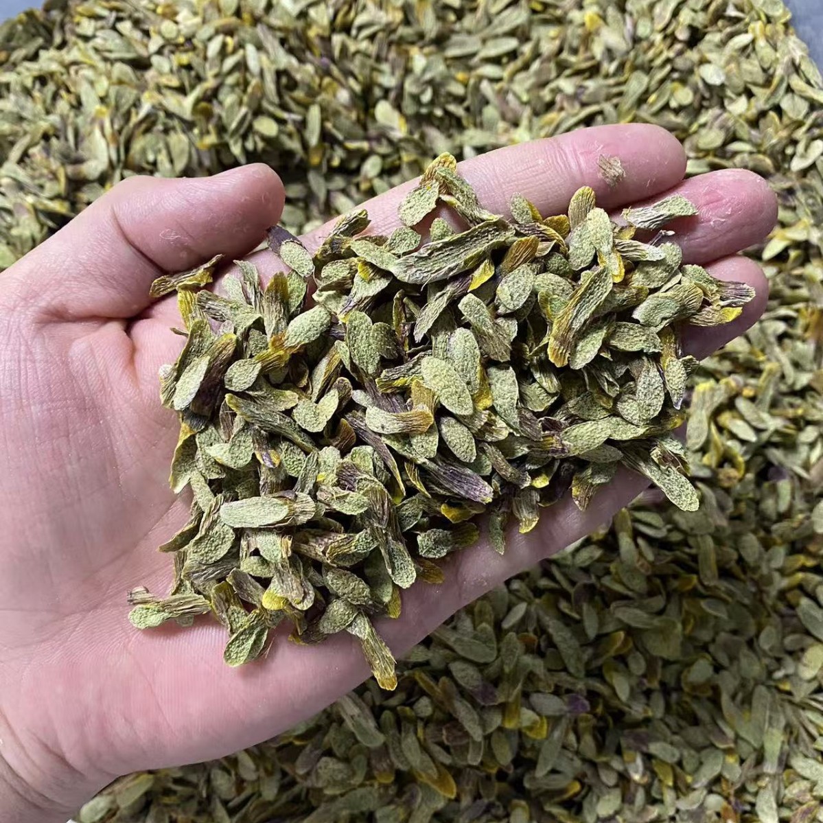 Dried Dendrobium Stem Slices Shi Hu 50g Premium Tiepi Shihu Slices for Soup and Tea - Image 3