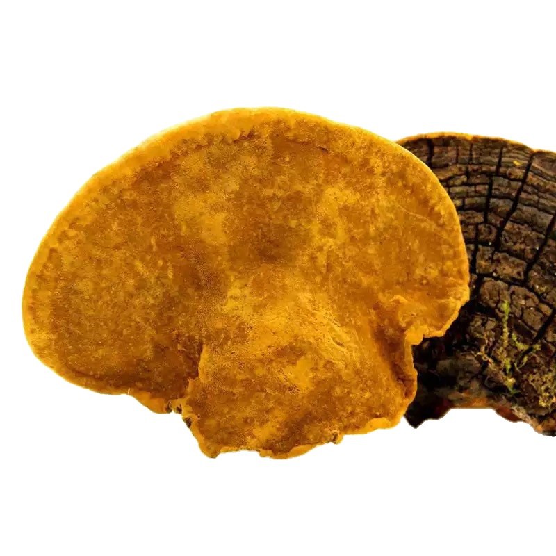 Premium Sang Huang Mushroom Dried Slices Wild Harvested for Cooking and Decoction - Image 5