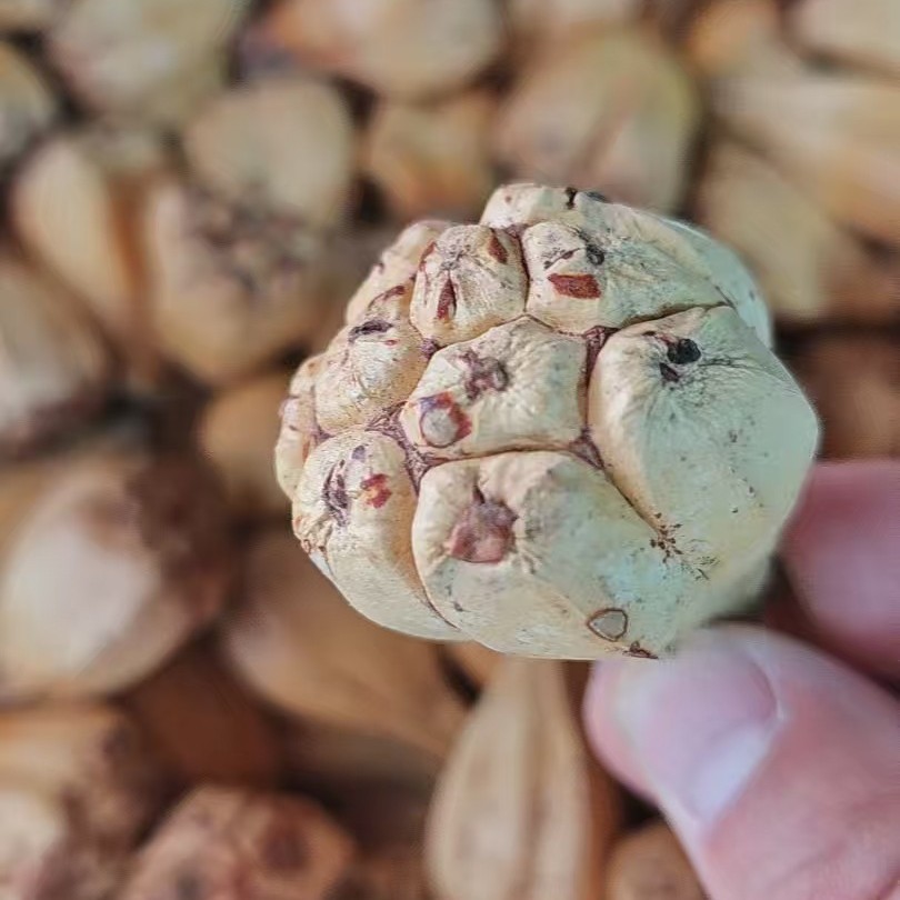 Shan Bo Luo (Pandanus tectorius) Dried Wild Pineapple Seeds — Hainan Food Herb for Cooking - Image 4