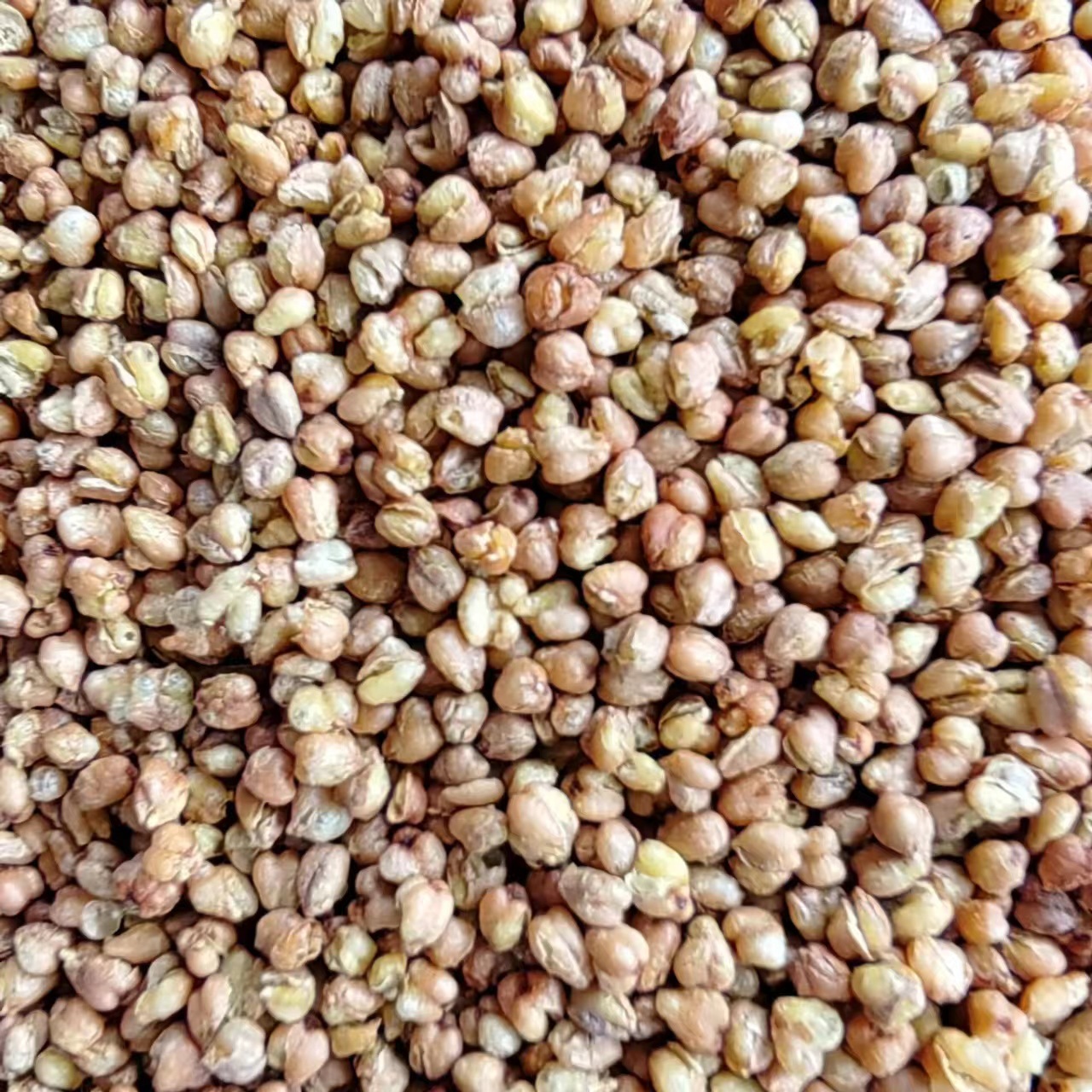Ku Qiao Mai (Fagopyrum tataricum) — Dried Tartary Buckwheat Grain, Food Herb for Tea & Porridge - Image 3