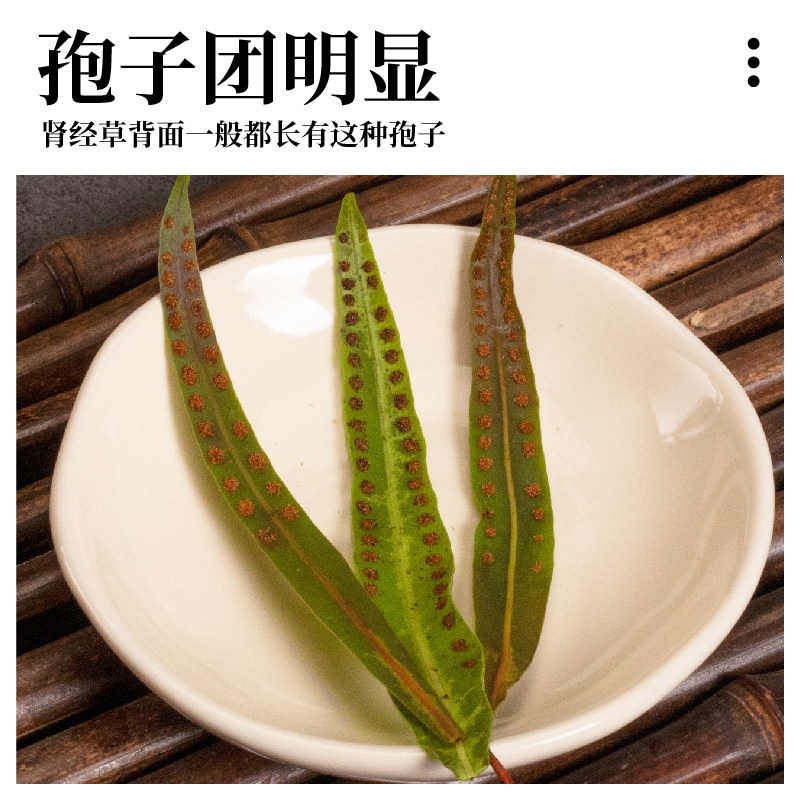 Wild Kidney Essence Herb Shen Jing Cao 200g Dried Herbal Tea from Changbai Mountain - Image 3