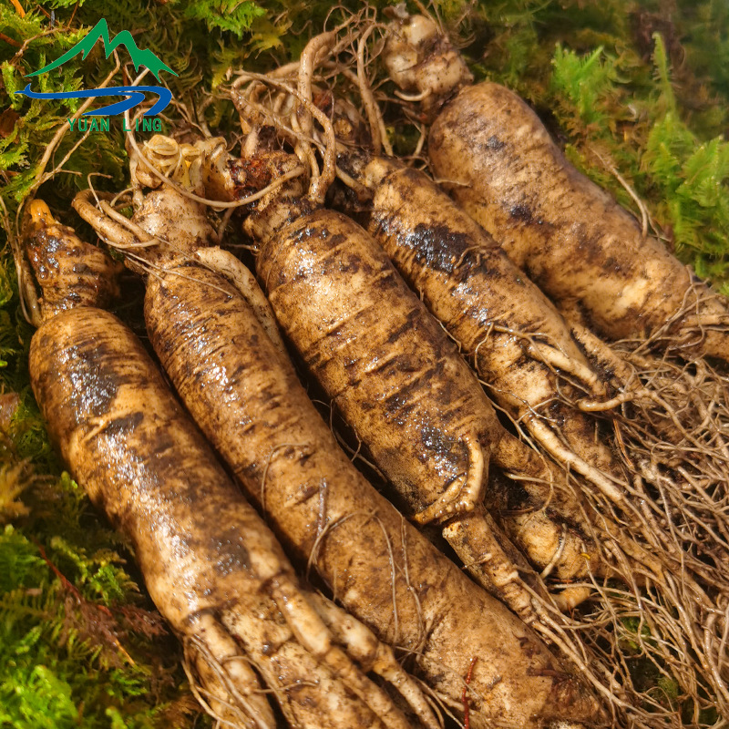 Fresh Ginseng Root Whole with Soil Changbai Mountain Ren Shen for Wine and Soup - Image 4