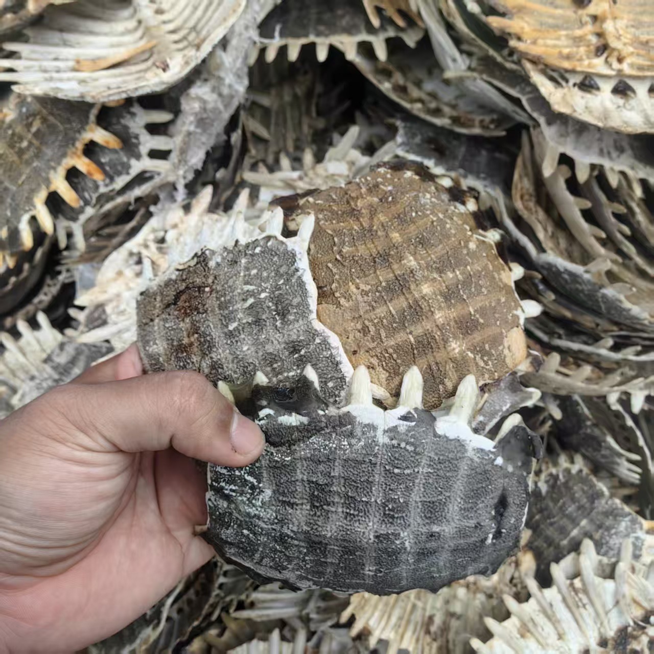 Dried Turtle Shell Bie Jia 500g Traditional Chinese Herb Sun-Dried Raw Material - Image 3
