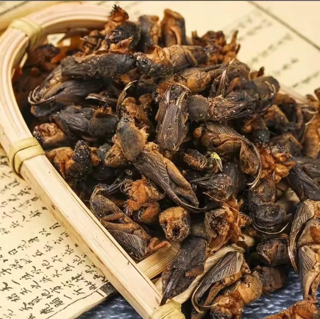 Lou Gu Dried (Gryllotalpa orientalis) — Whole Dried Mole Cricket, Traditional Herbal Material 500g - Image 3