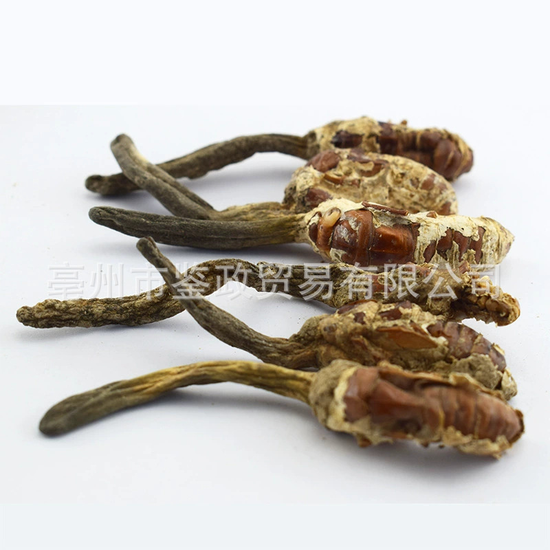 Golden Cicada Flower Jin Chan Hua Cordyceps-like Fungus Dried Whole Herb 500g Traditional TCM Ingredient - Image 3
