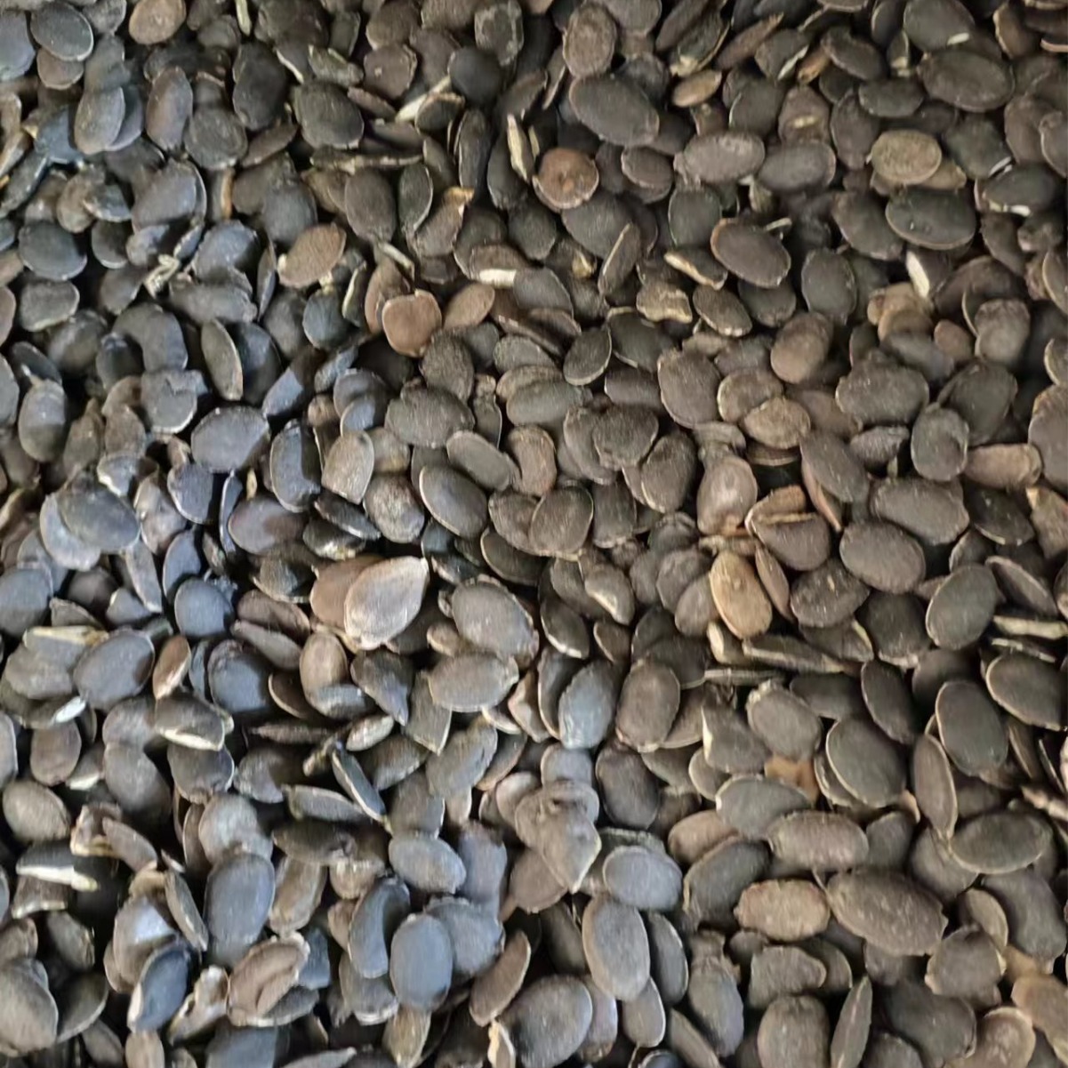 Si Gua Zi (Luffa Seed) — Dried Food Herb Seed for Tea & Soup - Image 2