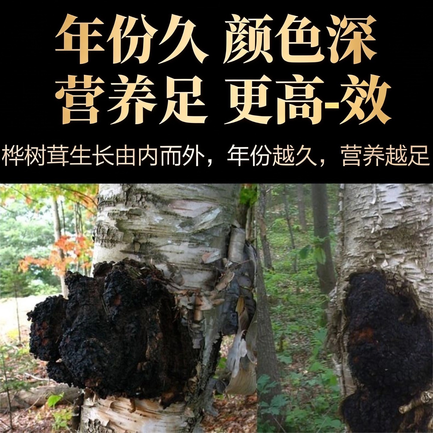 Wild Birch Chaga Mushroom Dark Extract Deep Aged Direct From Origin 500g Culinary Use - Image 3