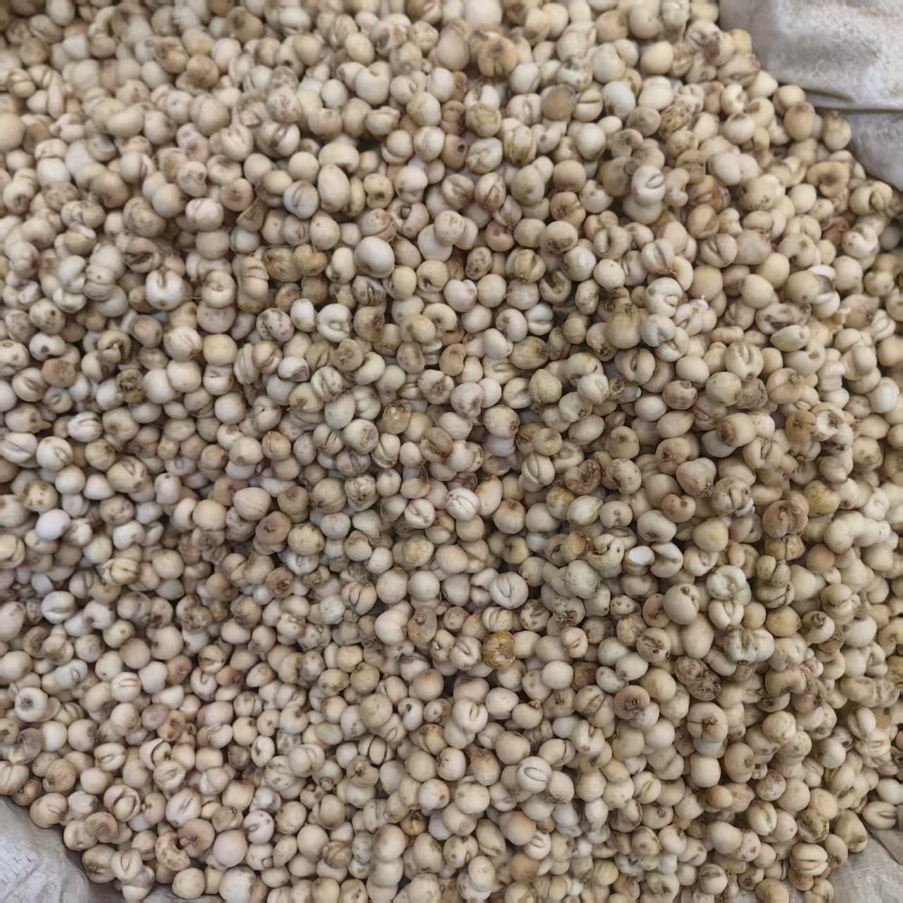 Zhejiang Fritillaria Bulbus Zhe Bei Mu Powder 500g Traditional Herbal Ingredient - Image 4