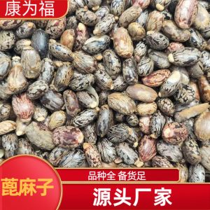 Castor Bean Seeds (Ricinus communis) — Dried Herbal Seed, 500g