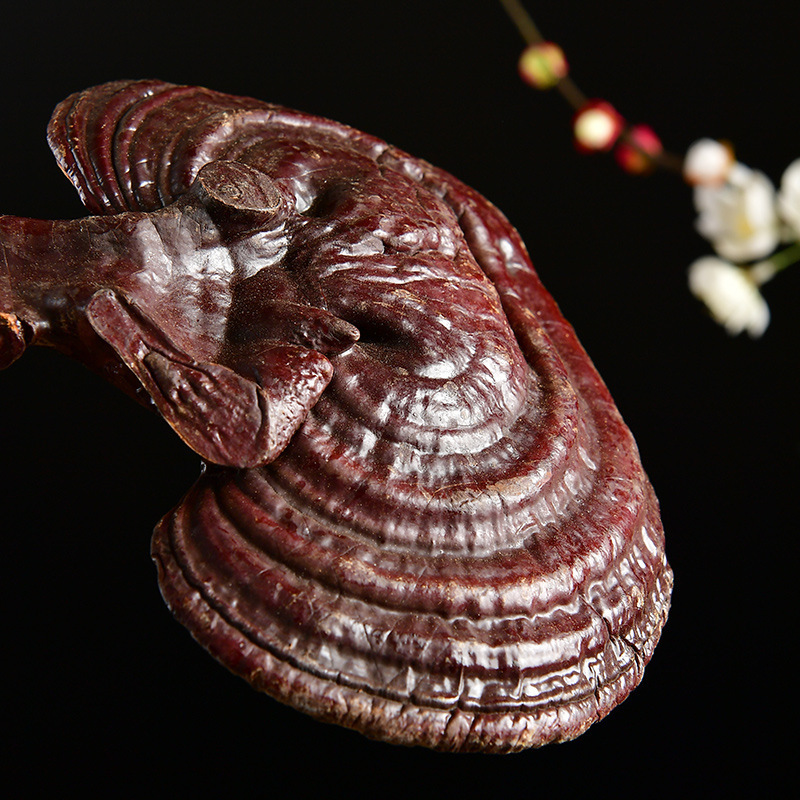 Changbai Mountain Reishi Mushroom Whole Dried Gift Box Lingzhi Zi Zhi 180g - Image 4