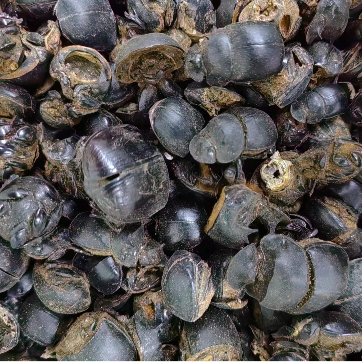 Qiang Lang Chong (Catharsius molossus) — Dried Dung Beetle for TCM Herbal Use - Image 2