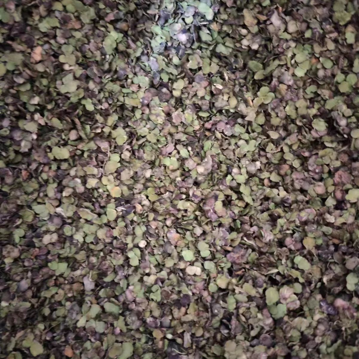 Fu Ping (Spirodela polyrhiza) — Dried Duckweed Herb, Purple-Back Water Floating Weed - Image 2
