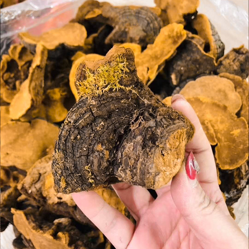 Wild Changbai Mountain Sang Huang Mushroom Slices Traditional Chinese Herbal Decoction Ingredient - Image 4