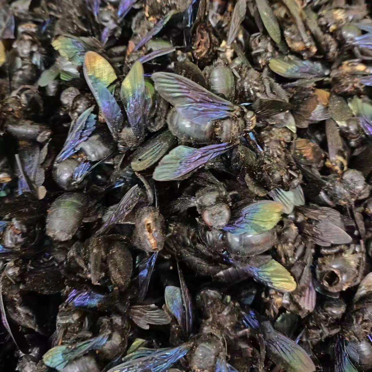 Zhu Feng (Bamboo Bee) — Dried Traditional Chinese Medicinal Insect, Sun-Dried Whole Body - Image 2