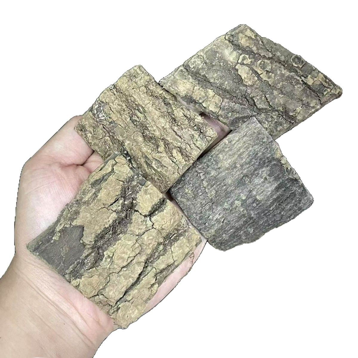 Dried Eucommia Bark Slices Du Zhong 500g Selected Grade for Traditional Herbal Decoction and Soup - Image 5