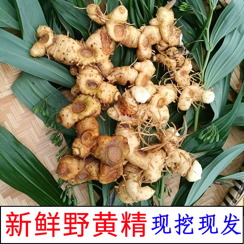 Wild Polygonatum Rhizome Huang Jing 1500g Whole Root for Soup and Herbal Wine - Image 2