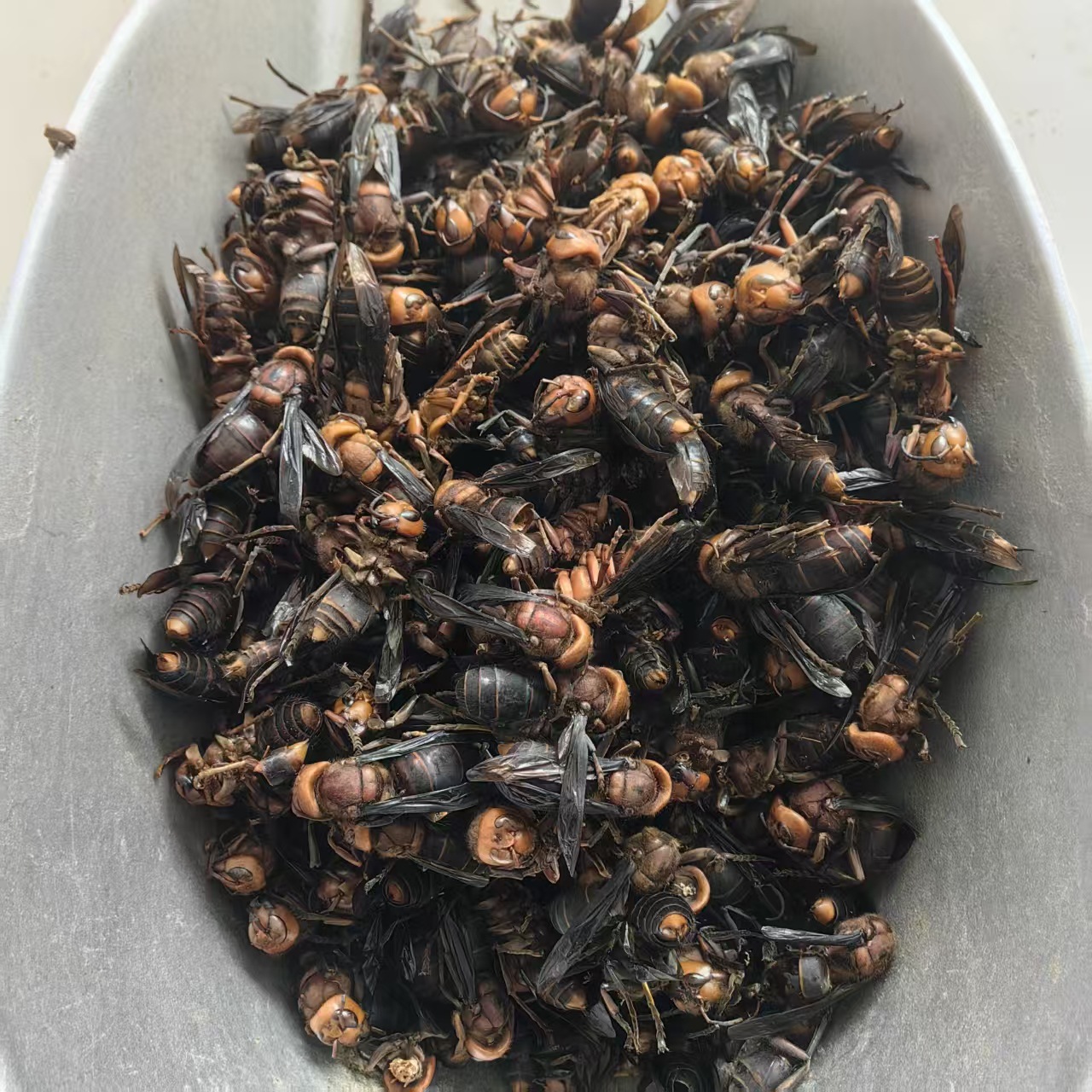 Dried Wasp Hornet Whole Body Hu Tou Feng Traditional Chinese Herb Natural Sun Dried Sichuan Origin 1000g - Image 2