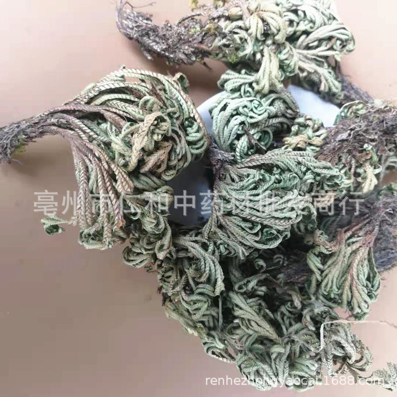 Dried Selaginella Juan Bai 500g Whole Herb Resurrection Grass Traditional TCM Botanical - Image 3