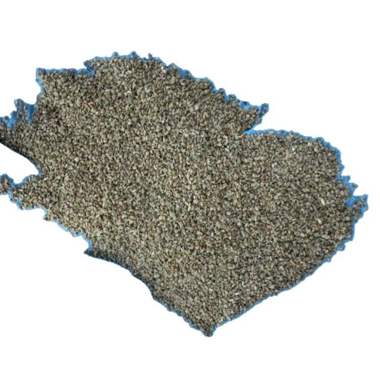 Celery Seed Clean Whole Dried Apium graveolens for Culinary Spice and Herbal Powder - Image 5