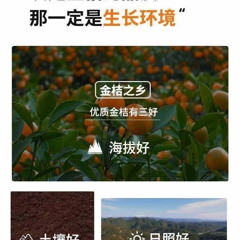 Licorice Kumquat (Glycyrrhiza uralensis & Fortunella japonica) — Dried Candied Kumquat Snack 500g - Image 3